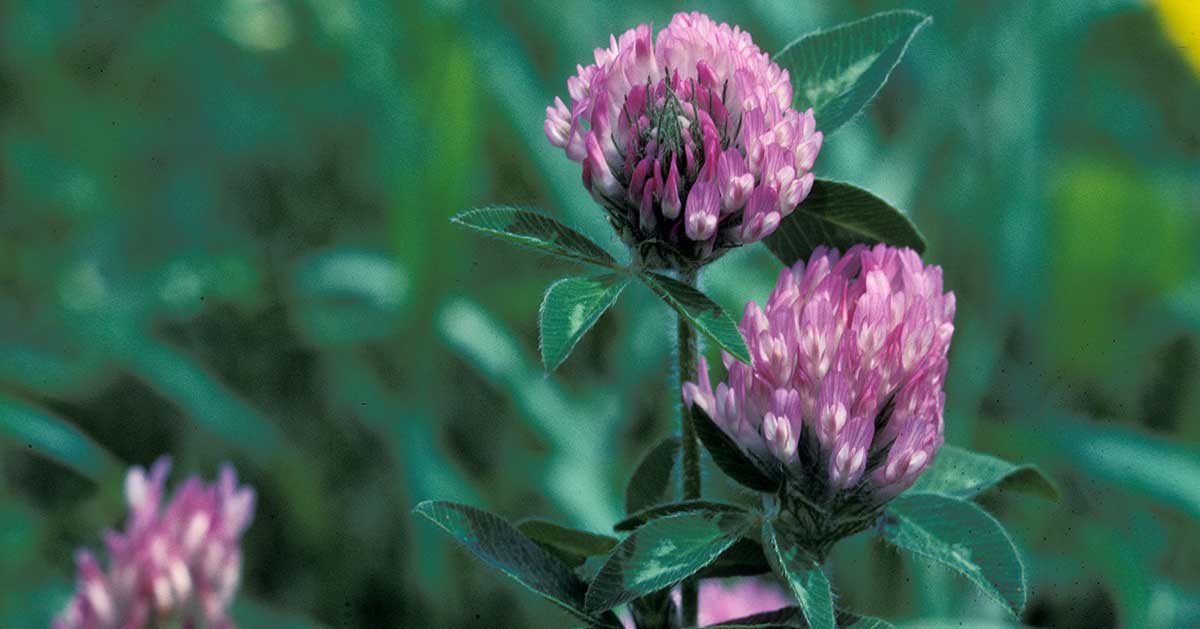Red clover flowers.