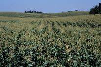Field of conventional corn