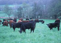 cattle grazing in a pasture