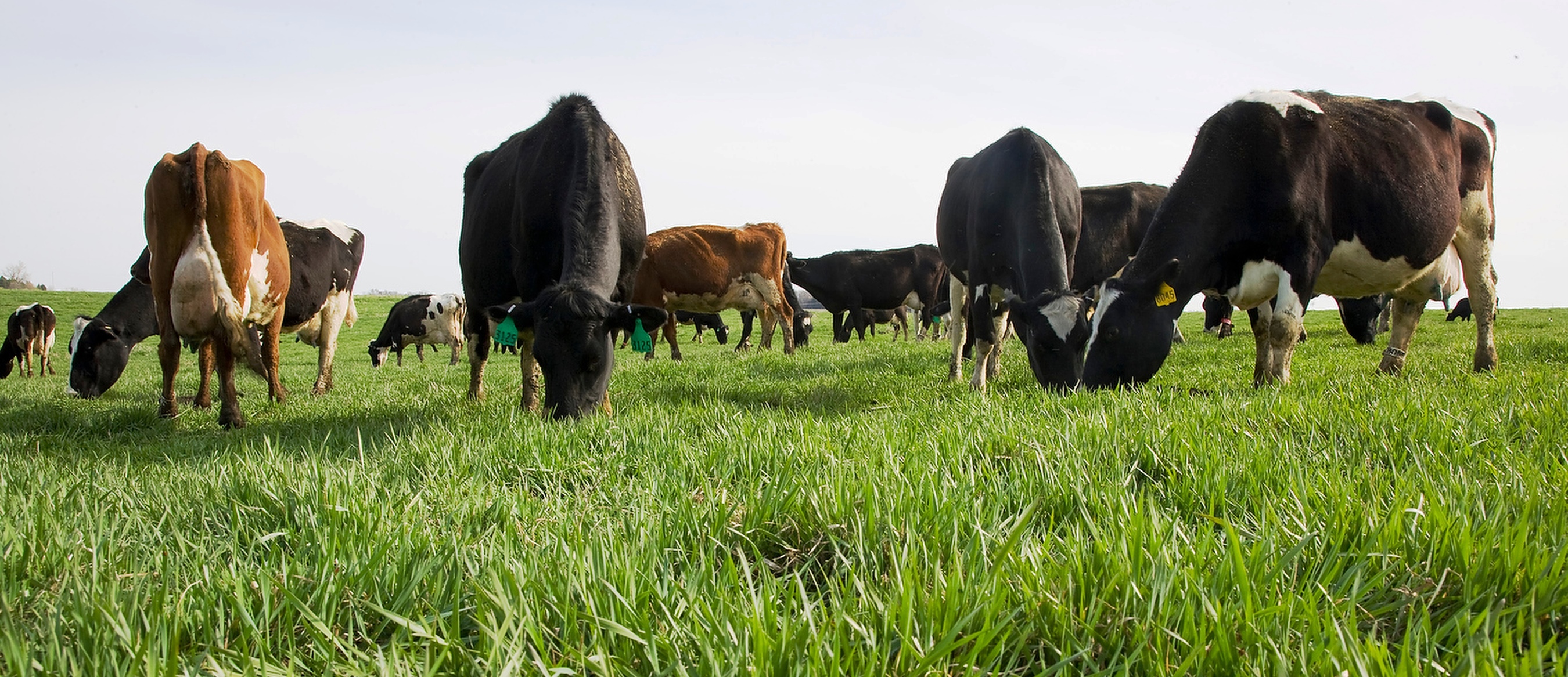 organic dairy cows grazing