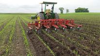 Cultivating corn for weeds