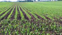 field of organic corn
