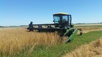 oats with underseeded legume being harvested