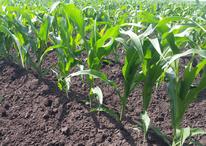 row of organic field corn