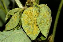 soybean aphids on soybean leaves
