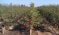 Rows of apple trees in an orchard