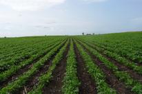 field of organic soybean