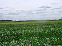 organic field of soybean