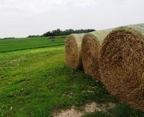 alfalfa field and bales