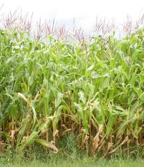 corn under low fertility conditions