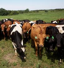 organic dairy cows in field