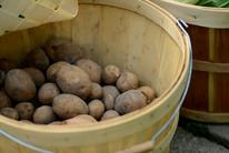 organic potatoes in a basket