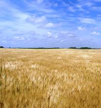 organic field of barley
